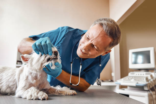  Reno, TX Emergency Dentist Pros